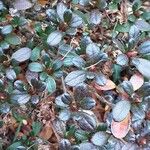 Rhododendron indicum Leaf