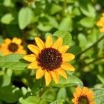 Sanvitalia procumbens Fula