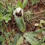 Ophrys scolopax Blatt