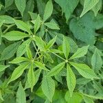Cleome spinosa Leaf