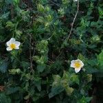 Cistus salviifoliusBloem