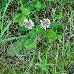 Trifolium repens Květ