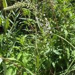 Lysimachia ephemerum Natur