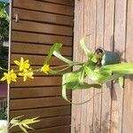 Brassia arachnoidea Plante entière