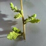 Dysphania pumilio Hoja
