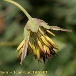 Thalictrum macrocarpum 花