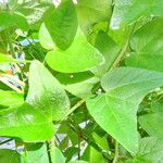 Passiflora sanguinolenta Hoja