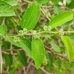 Ziziphus spina-christi 葉