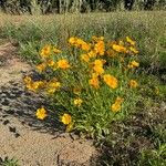 Coreopsis lanceolataFlower