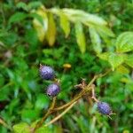 Miconia crenata ഫലം