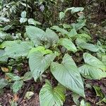 Homalomena rubescens Blad