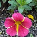 Calibrachoa parviflora Flower