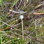 Eriocaulon striatum Flower
