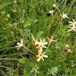 Ixia paniculata Flor