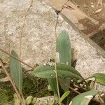Bulbophyllum saltatorium Autre