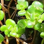 Sedum oreganum Ліст