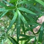 Artemisia verlotiorum Ліст