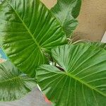 Alocasia macrorrhizos পাতা