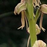 Orchis anthropophora Blüte