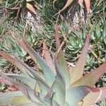 Aloe glauca List