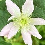 Rubus scaber Flower