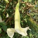 Brugmansia × candida Kukka