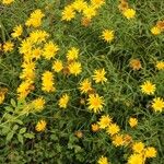 Buphthalmum salicifolium Flower