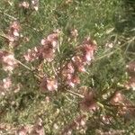 Salsola oppositifoliaКветка