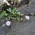 Globularia incanescens Kvet