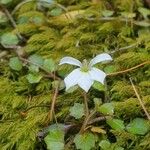 Lobelia angulata Floare