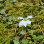 Lobelia angulata Blüte