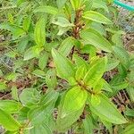 Melastoma malabathricum Habit