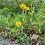 Inula britannica Alkat (teljes növény)