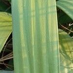 Yucca flaccida Leaf