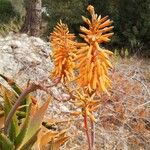 Aloe brevifoliaKwiat