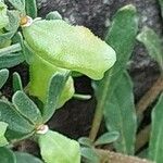 Sesamoides pygmaea Mbuma