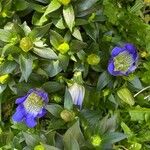 Gentiana calycosa Агульны выгляд