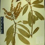 Pieris formosa Mosusu