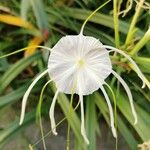 Hymenocallis littoralis 花