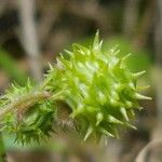 Medicago rigidula Fruit