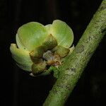 Uvariodendron molundense Flor