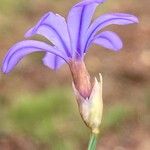 Aphyllanthes monspeliensis Blomma