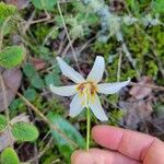Erythronium oregonum 花