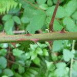 Rubus questieri その他の提案