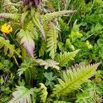 Pedicularis recutita Лист