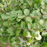 Hemionitis rotundifolia Leaf