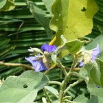 Solanum wrightii Flower