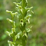 Platanthera hyperborea Floare