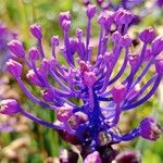 Muscari comosum Fula