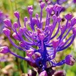 Muscari comosum Flower